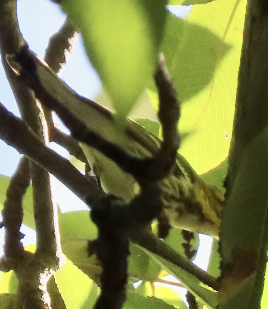 Black-throated Green Warbler - ML609025688
