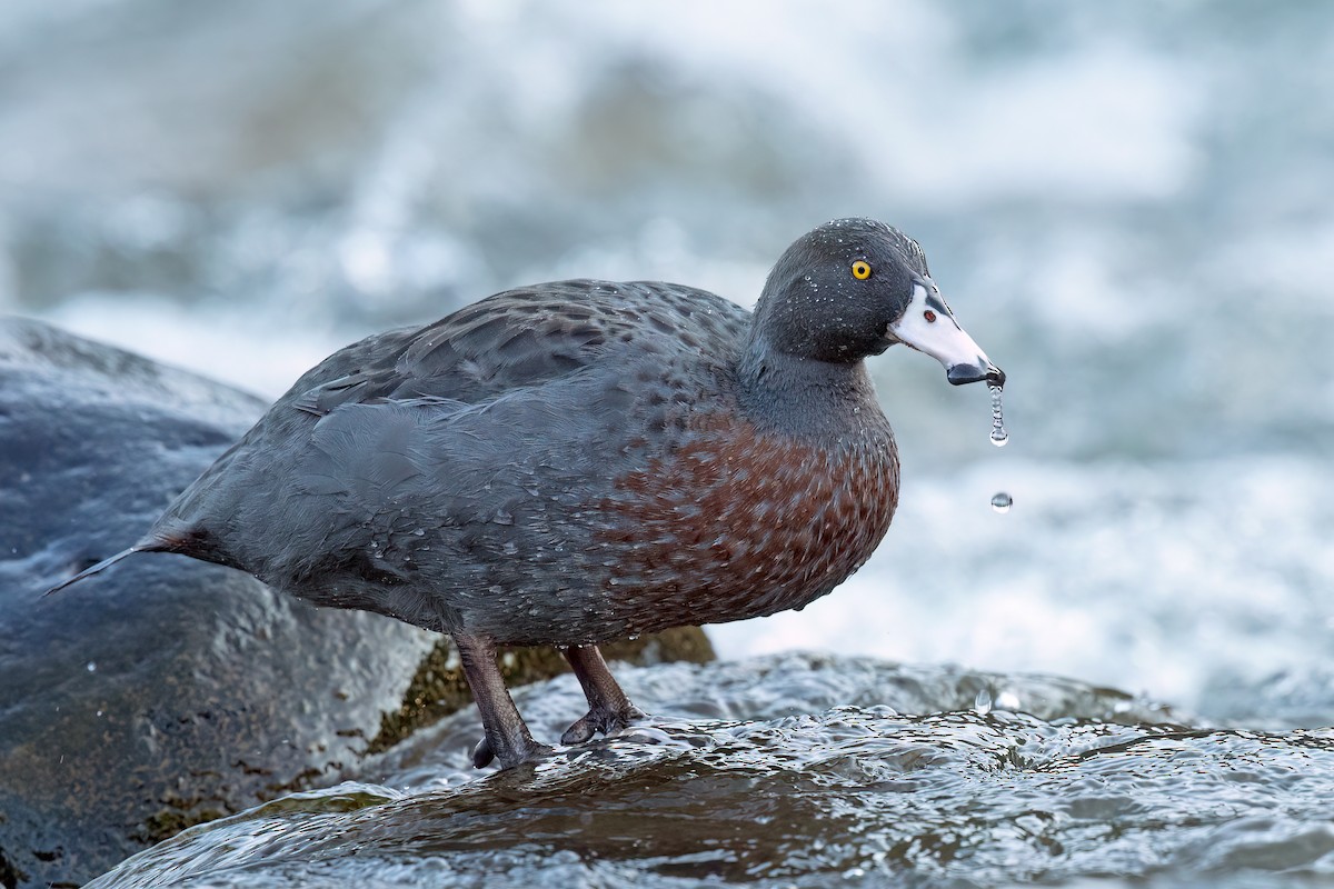 Blue Duck - David Irving