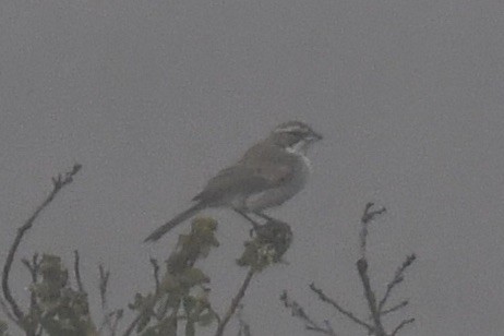 Lark Sparrow - Maddy P