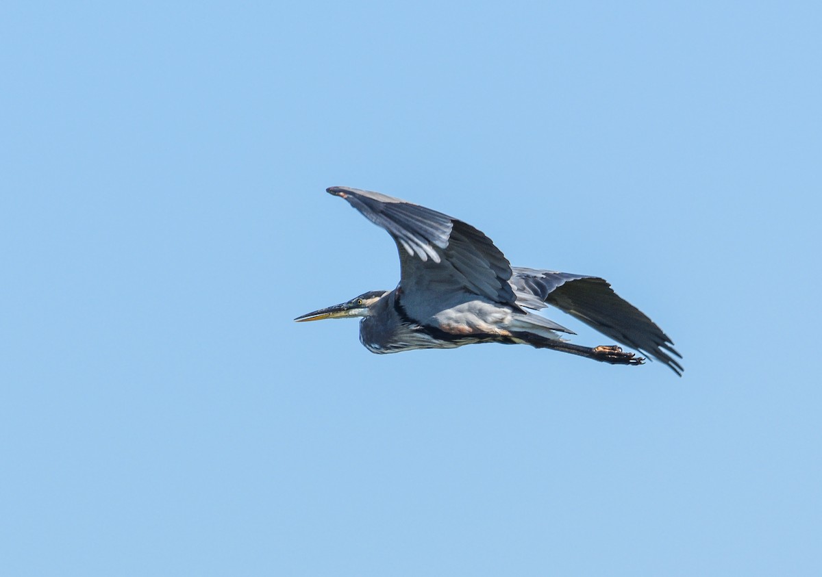 Great Blue Heron - ML609026013