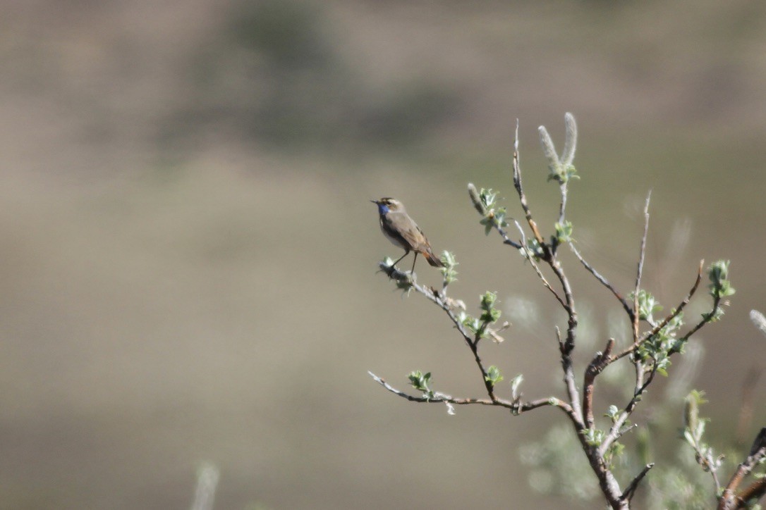 Bluethroat - Dan Maxwell