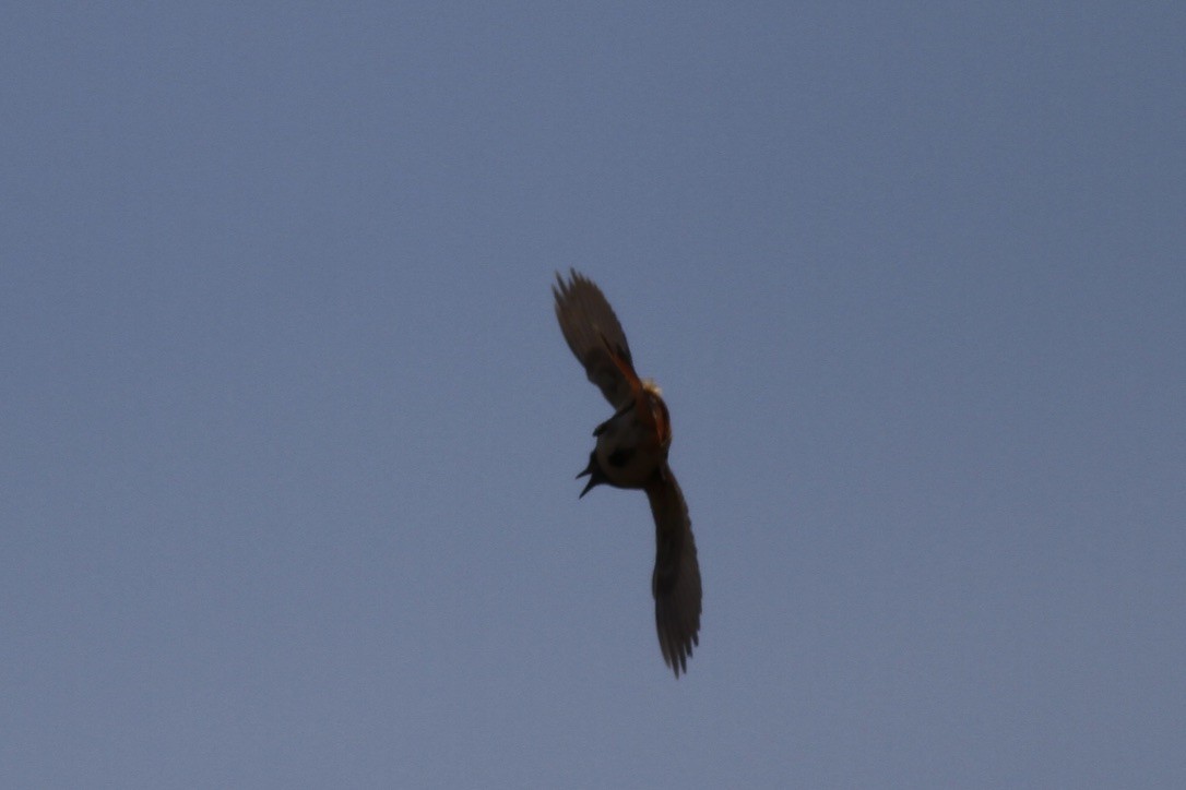 Bluethroat - Dan Maxwell