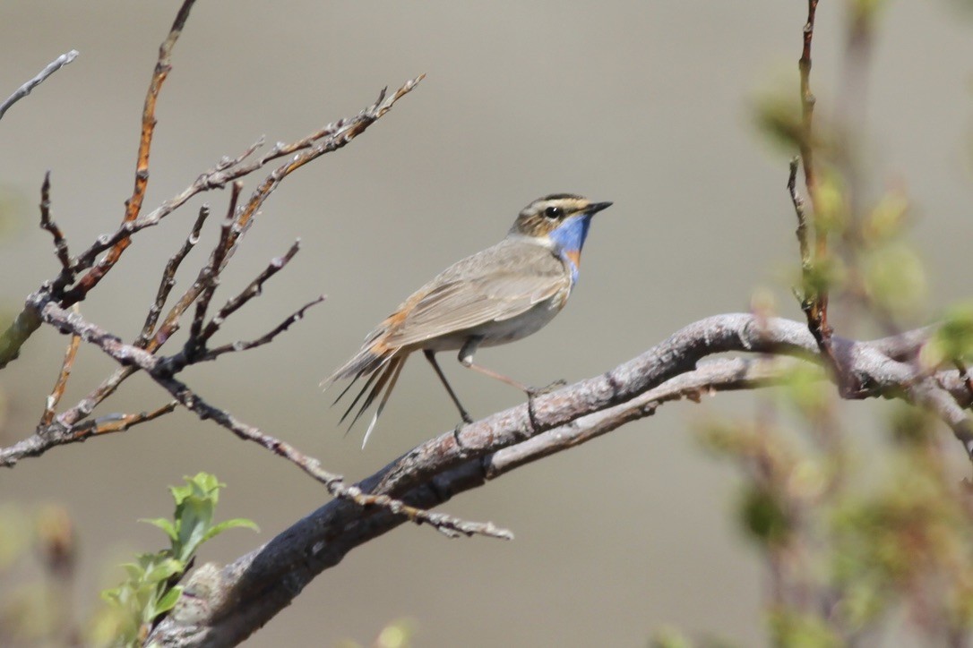 Bluethroat - Dan Maxwell