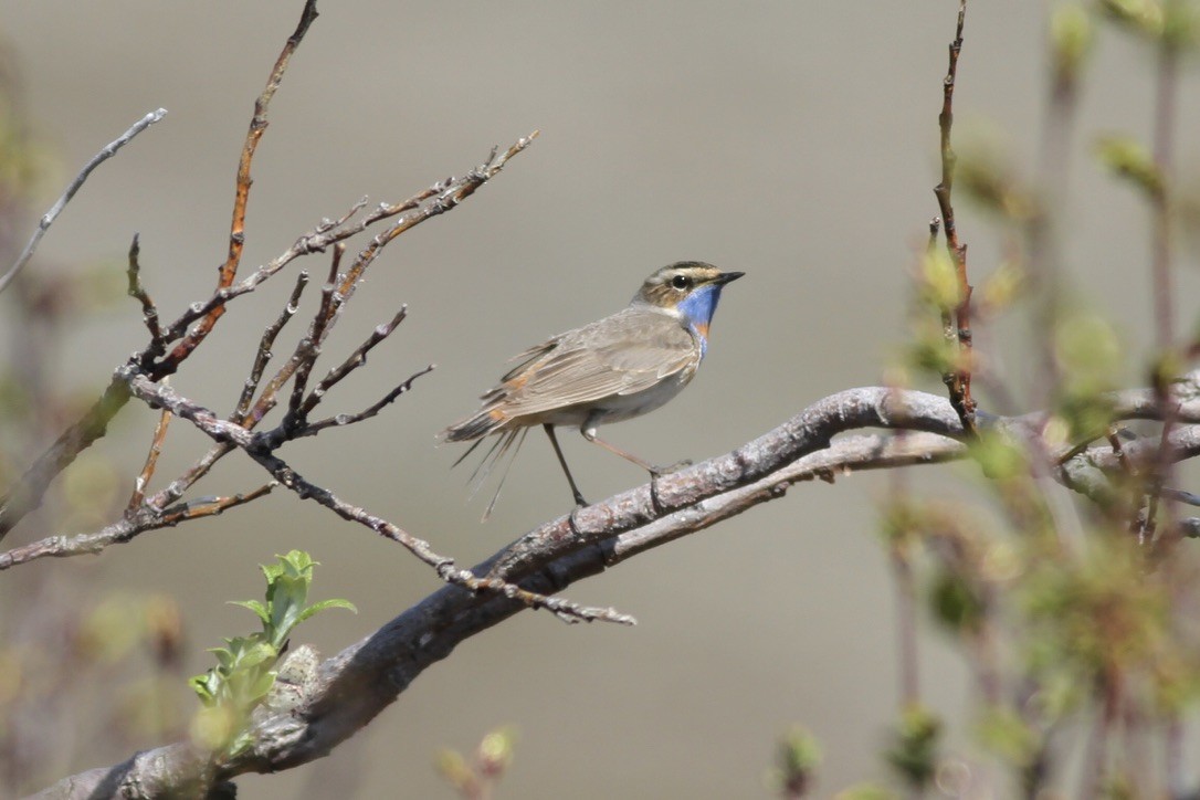 Bluethroat - Dan Maxwell