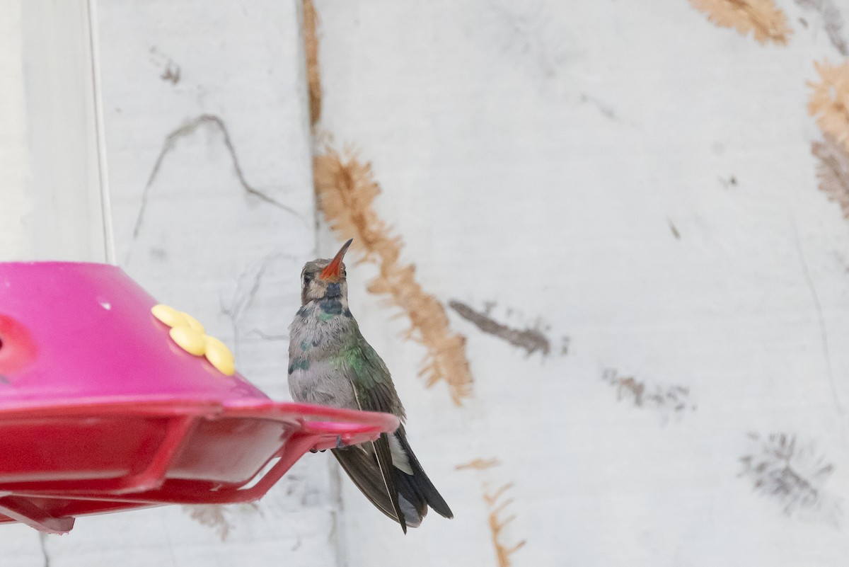 Broad-billed Hummingbird - ML609026080