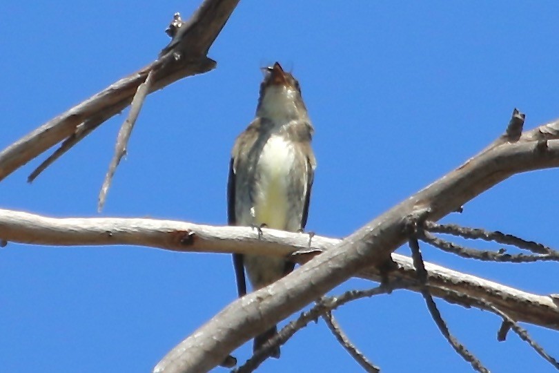 Olive-sided Flycatcher - ML609026195