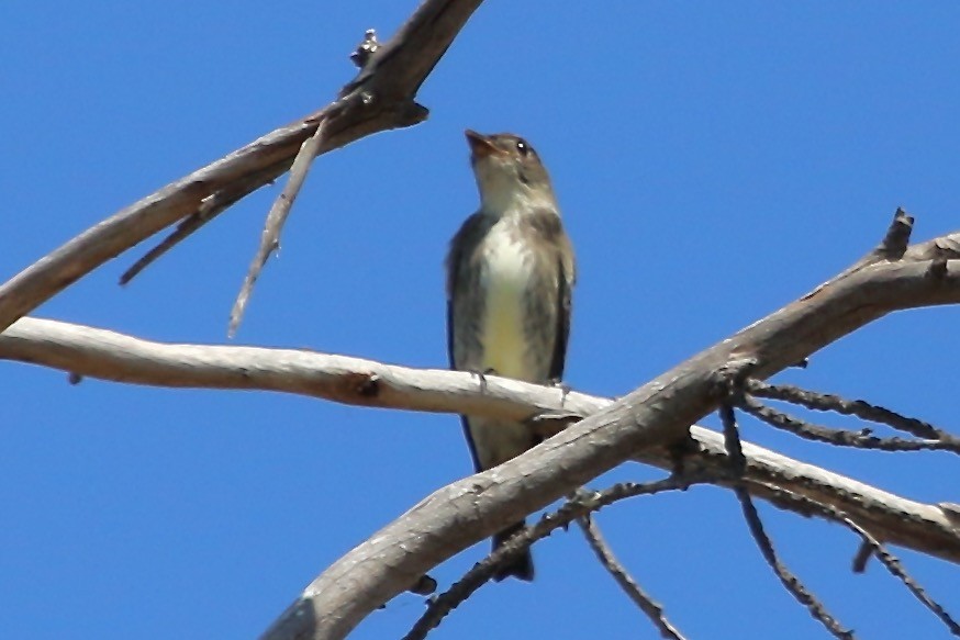 Olive-sided Flycatcher - ML609026196