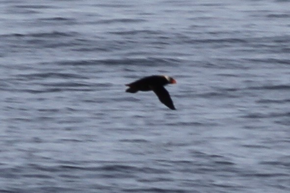 Tufted Puffin - ML609026200