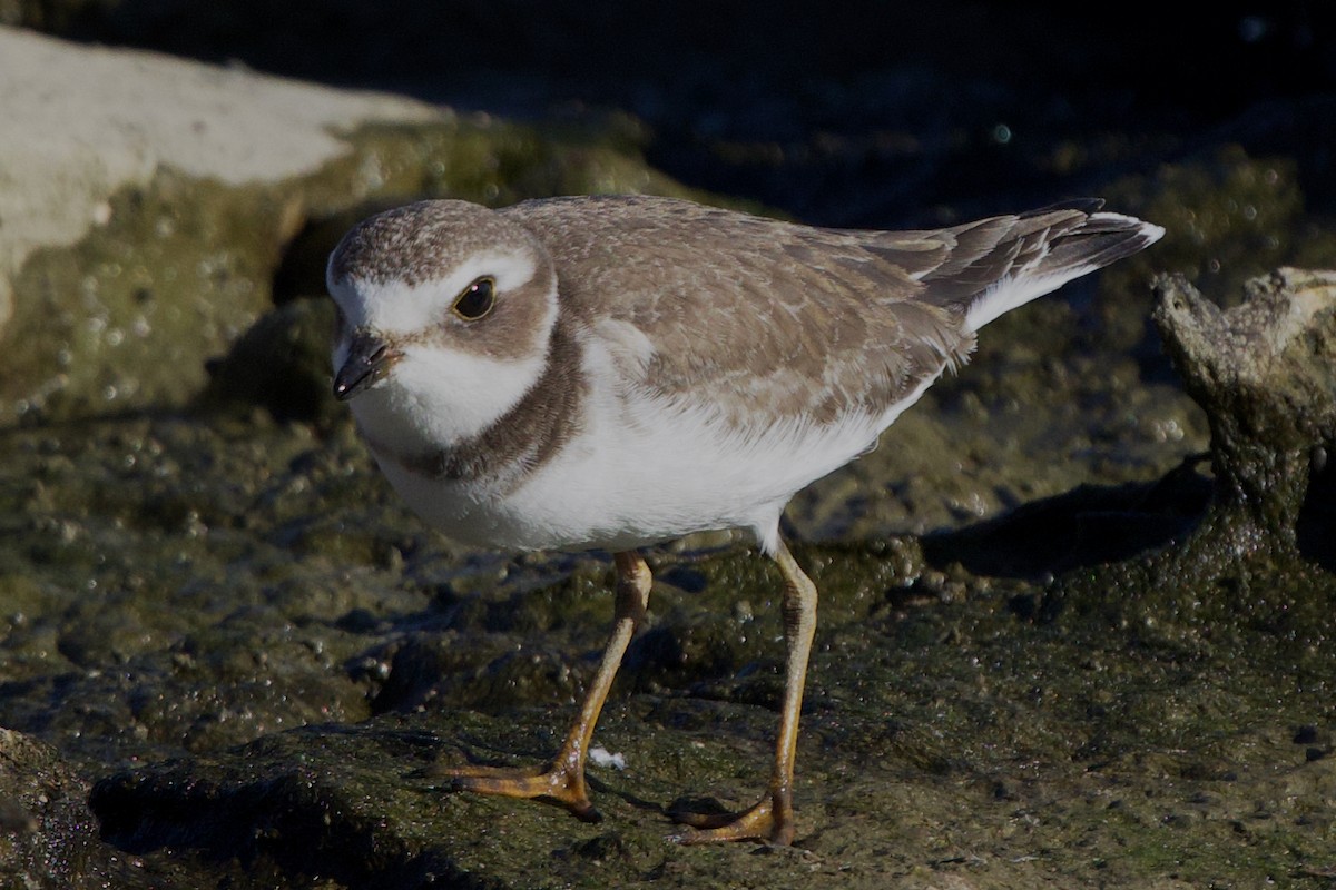 Semipalmated Plover - ML609026238