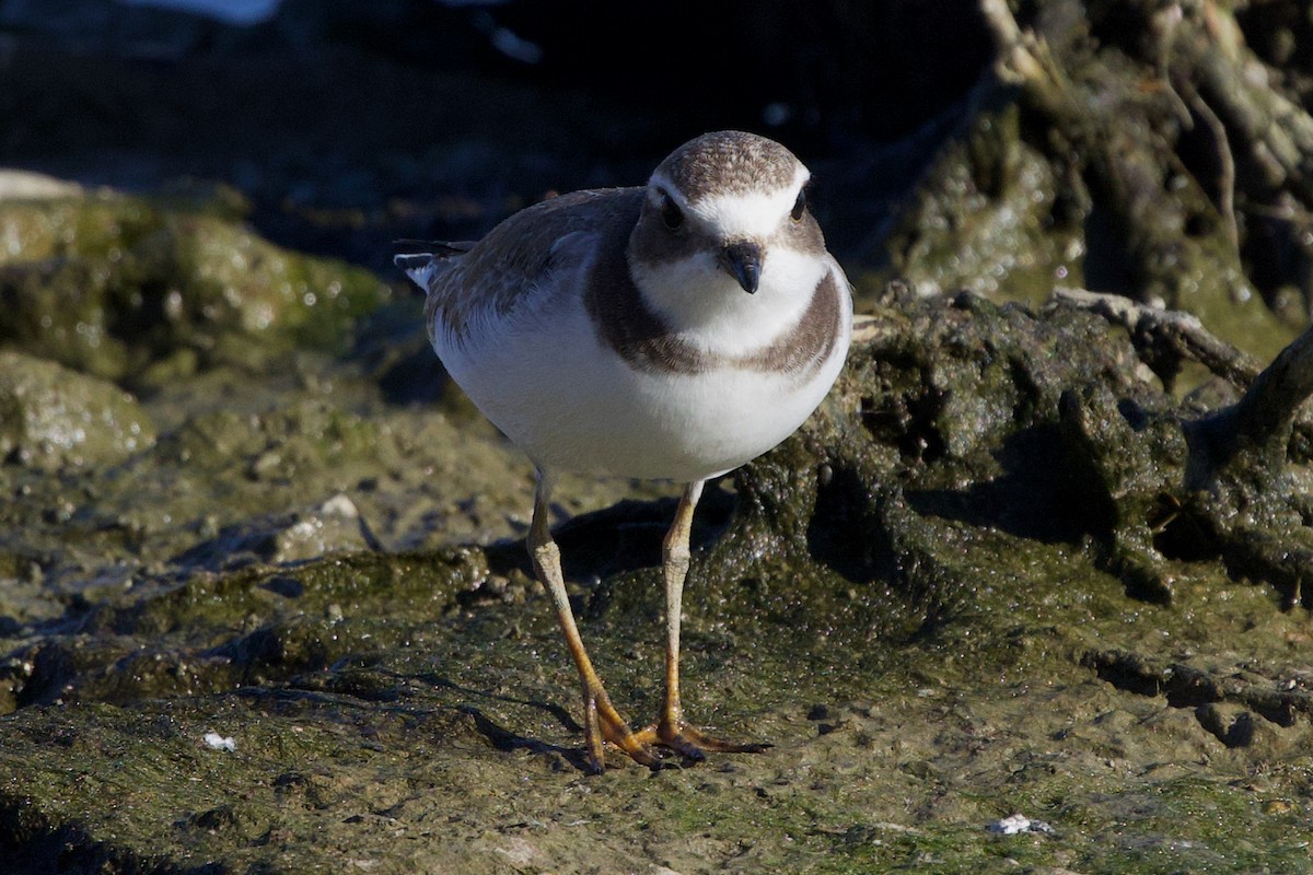 Semipalmated Plover - ML609026239