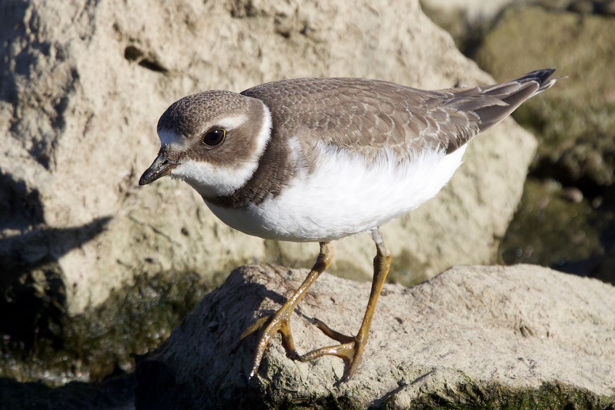 Semipalmated Plover - ML609026240