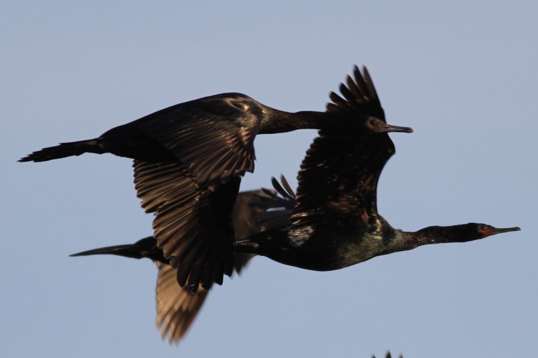 Cormorán Pelágico - ML609026243