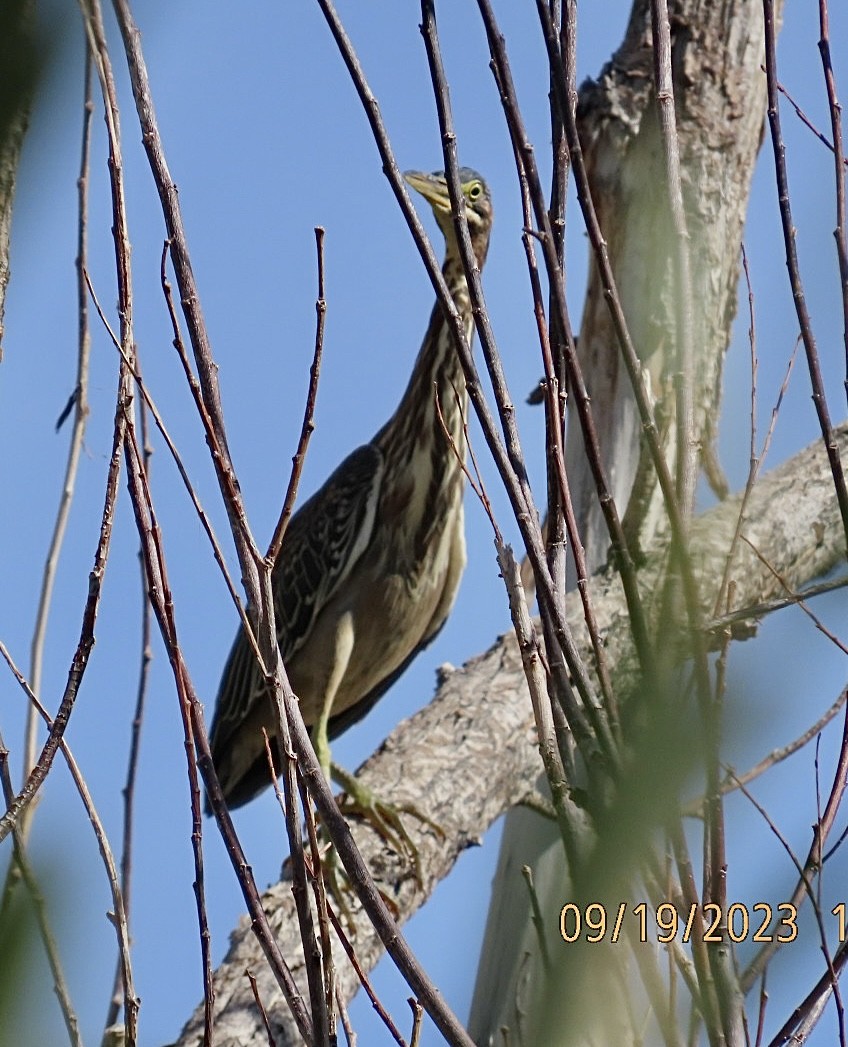 Green Heron - ML609026276