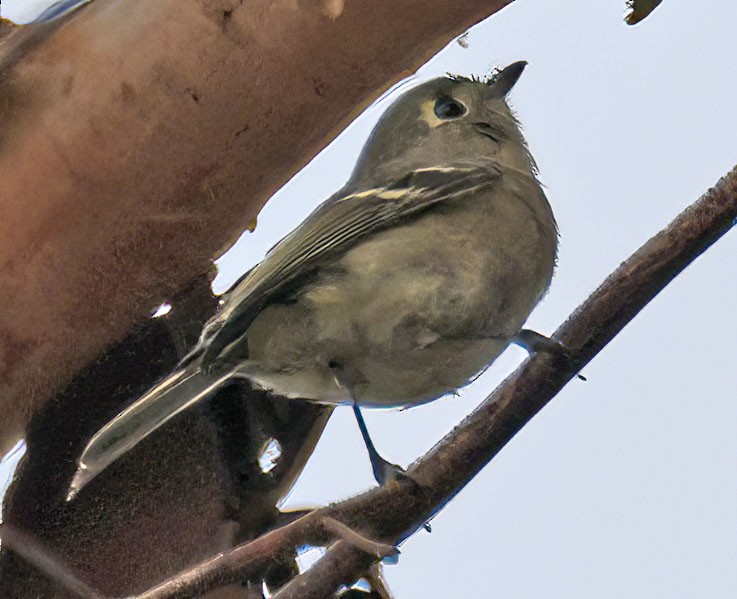 eikevireo - ML609026384