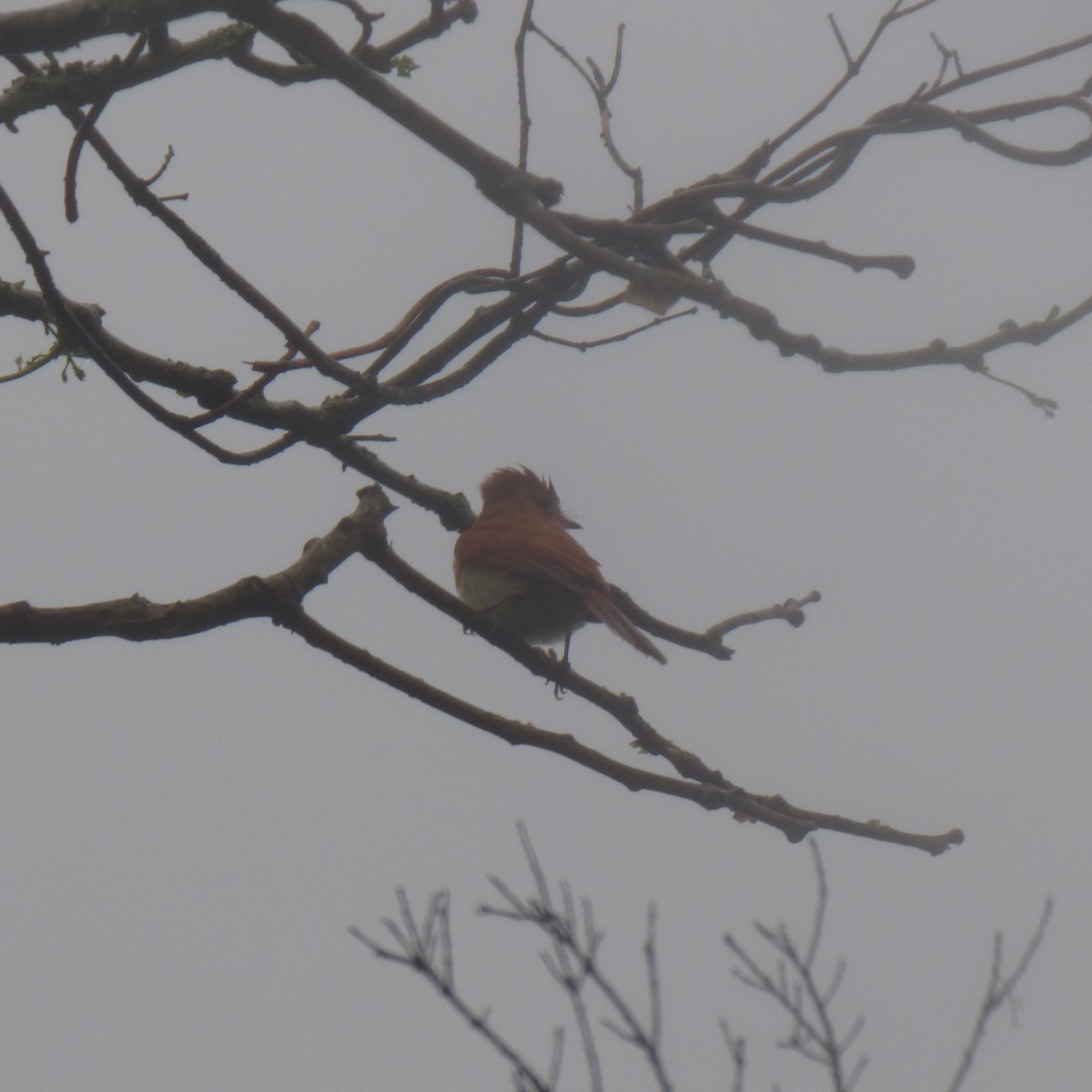 Rufous Casiornis - PAULA ARNAIZ