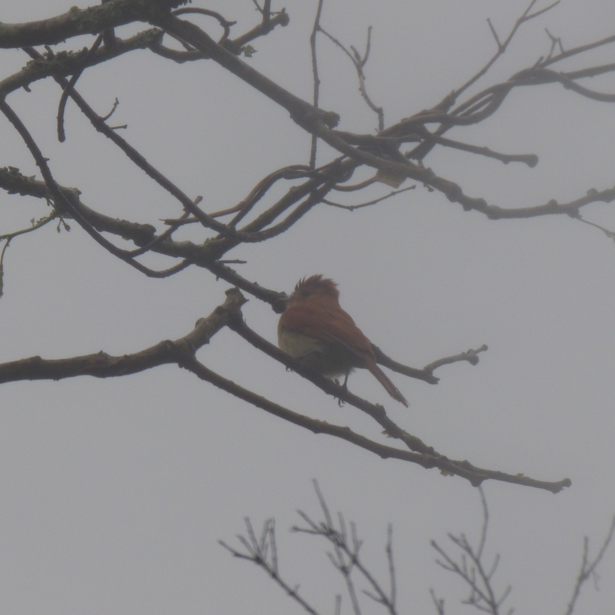 Rufous Casiornis - PAULA ARNAIZ