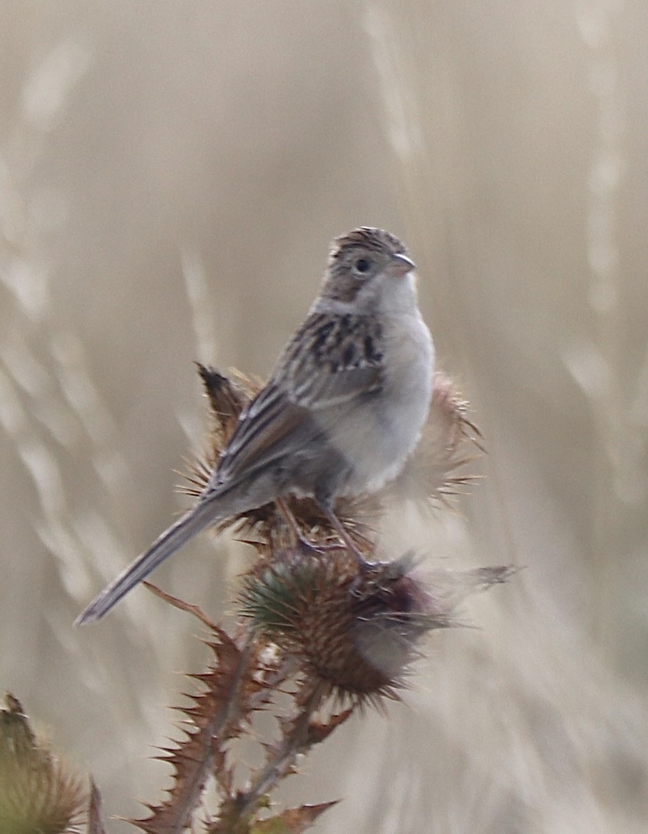 Brewer's Sparrow - ML609026603