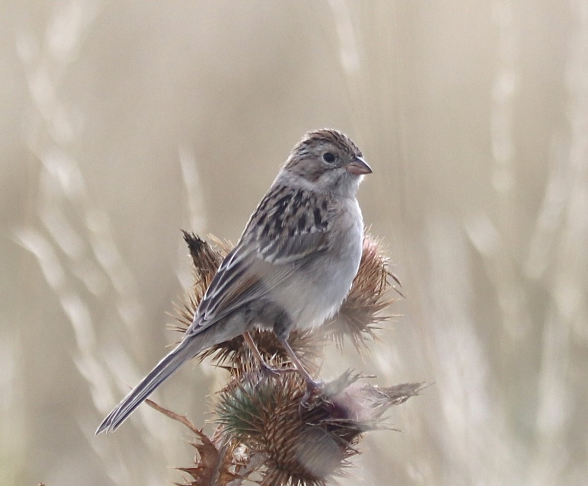 Brewer's Sparrow - ML609026604