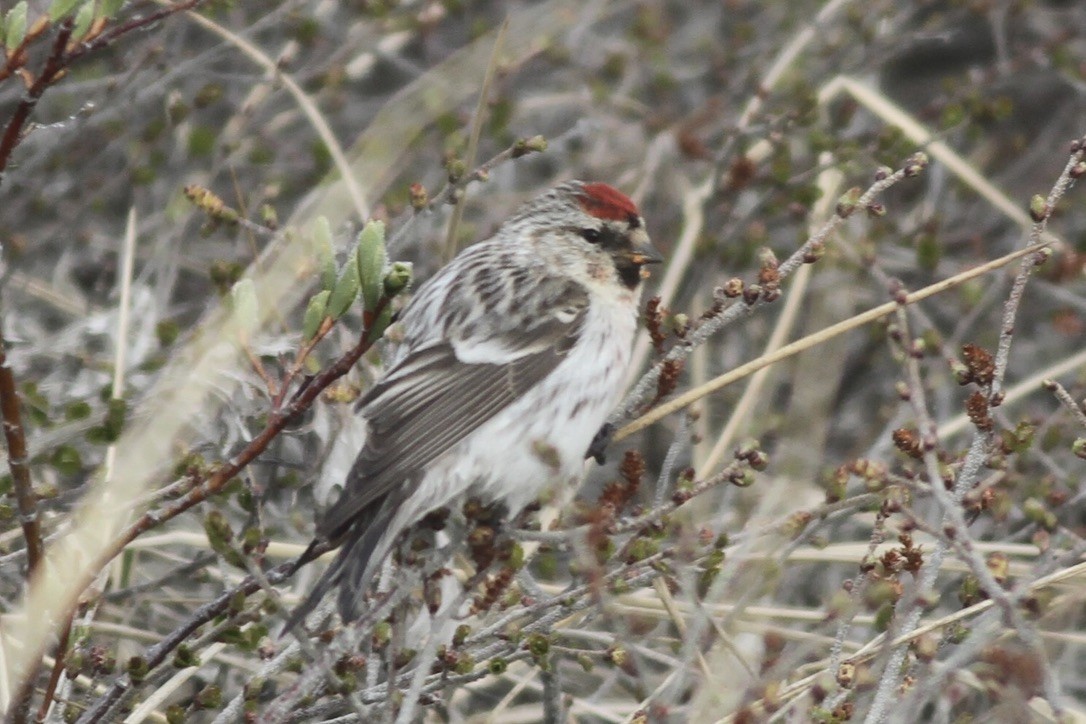 Hoary Redpoll - ML609026739