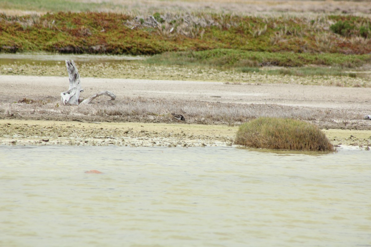 Ruddy Turnstone - ML609026869