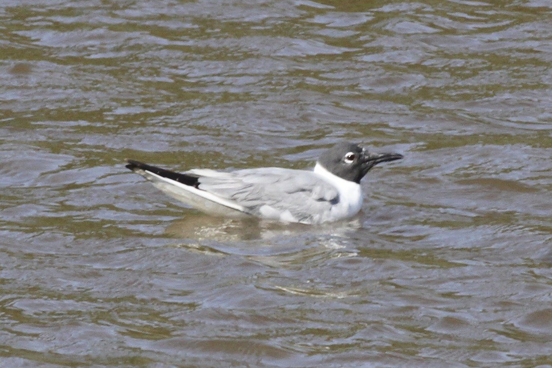 Bonaparte's Gull - ML609027094