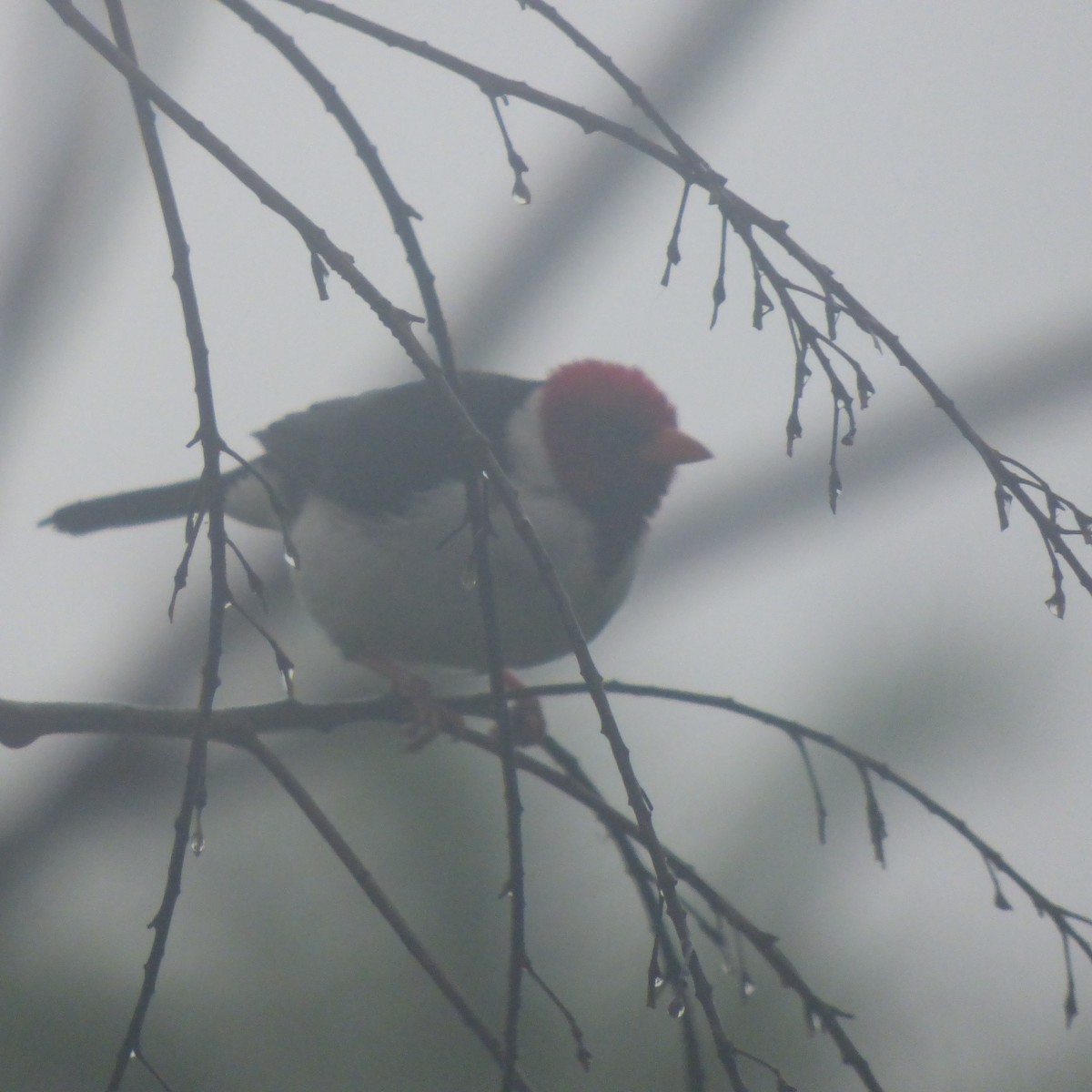 Yellow-billed Cardinal - PAULA ARNAIZ