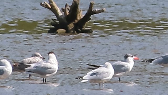 Caspian Tern - ML609027127