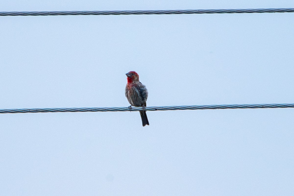 House Finch - Felipe Penedo