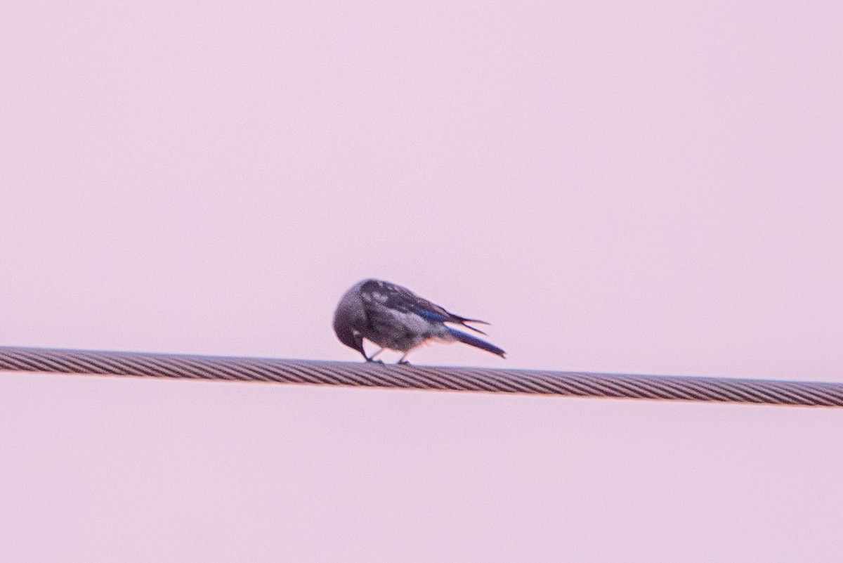 Western Bluebird - ML609027132