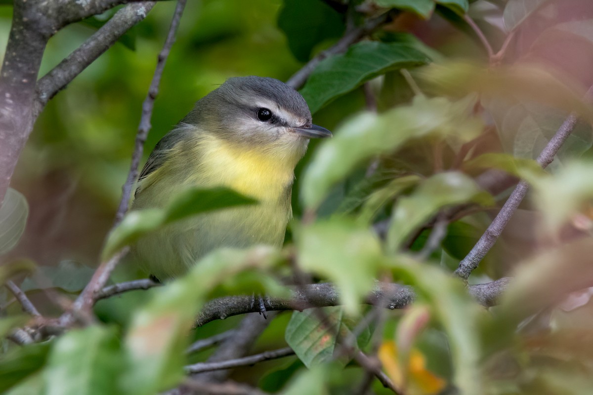Philadelphia Vireo - Sue Barth