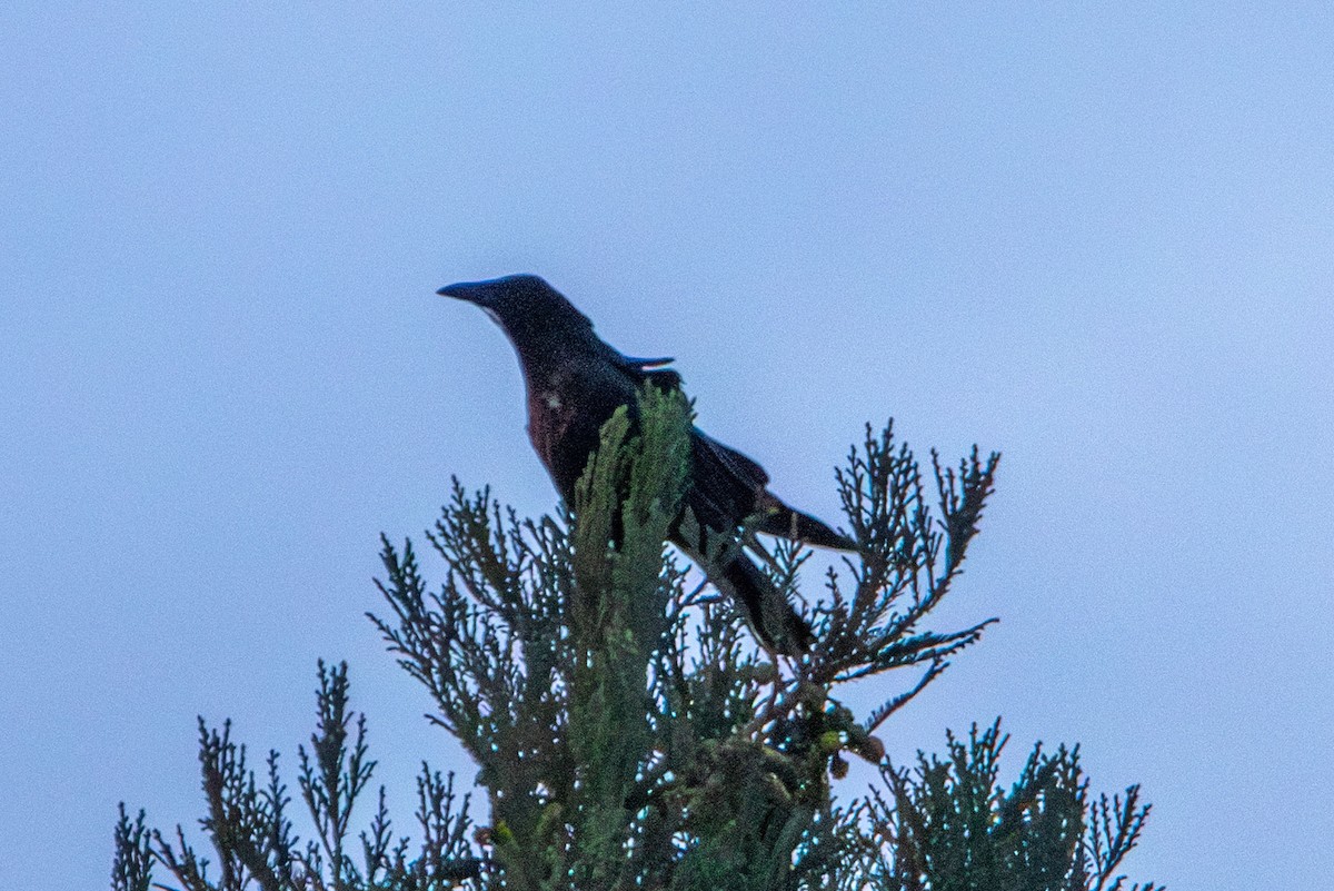 American Crow - ML609027150