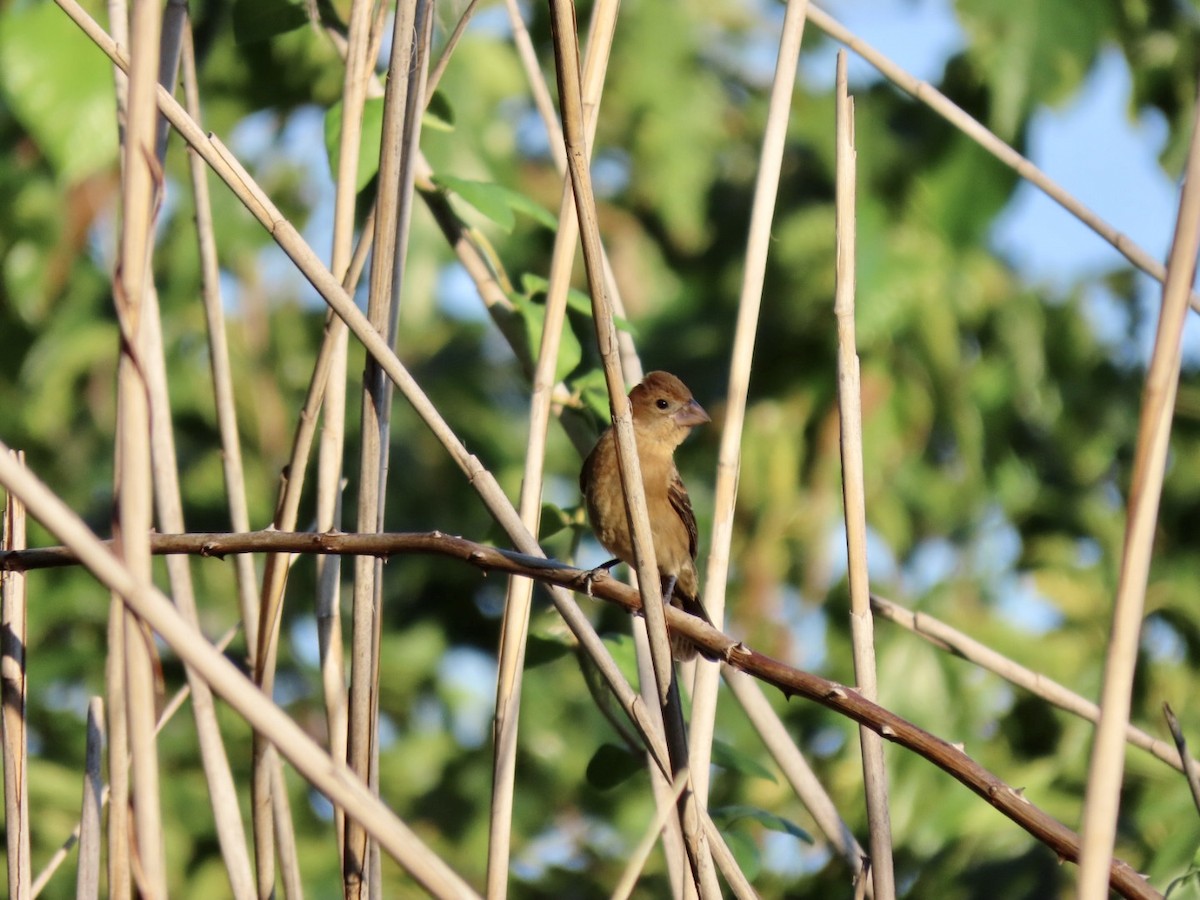 Blue Grosbeak - ML609027175