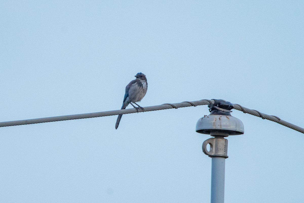 California Scrub-Jay - Felipe Penedo