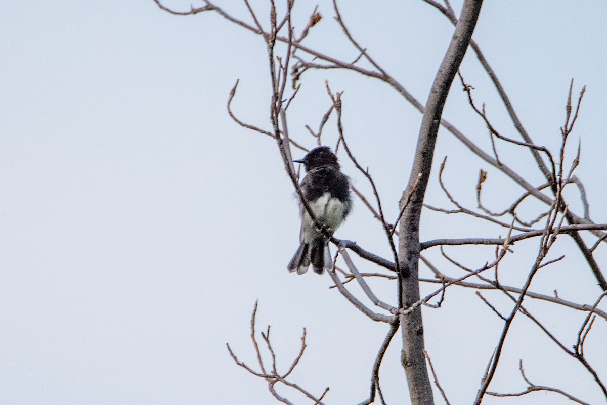 Black Phoebe - Felipe Penedo