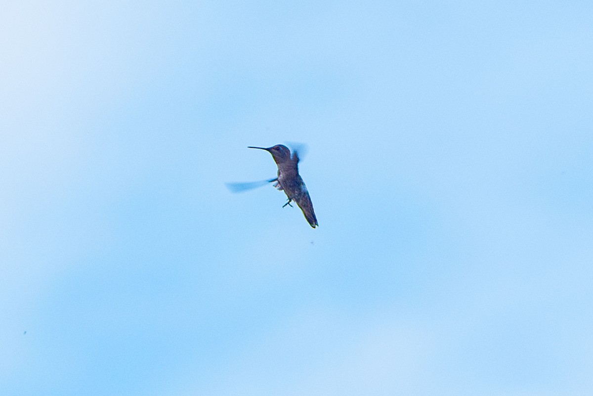 Anna's Hummingbird - ML609027205