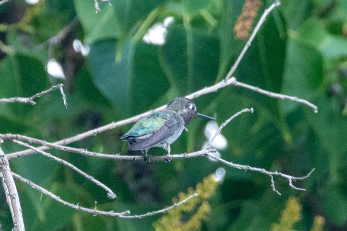 Anna's Hummingbird - ML609027206