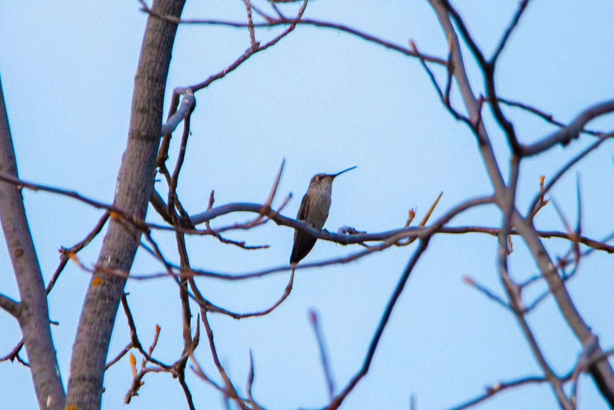 Anna's Hummingbird - Felipe Penedo