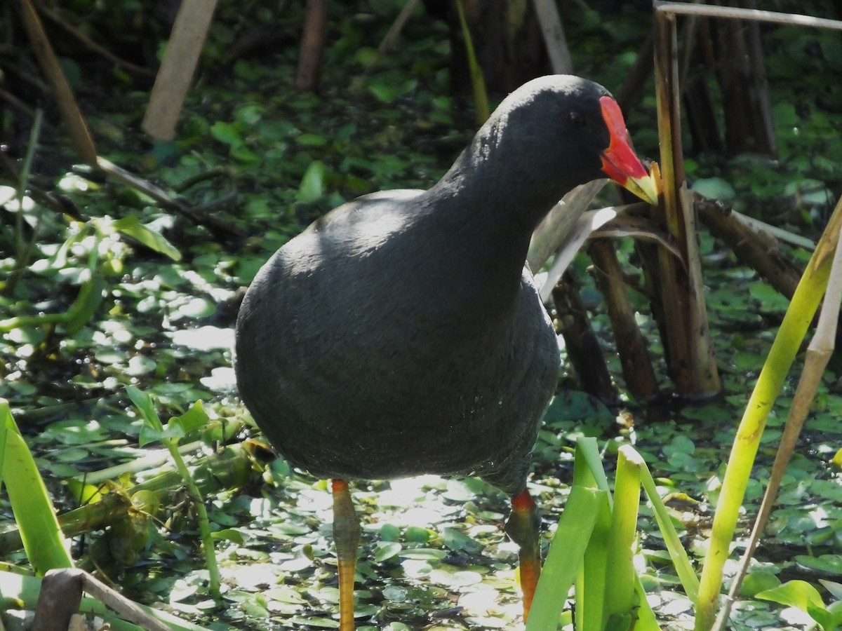 Dusky Moorhen - ML609027216