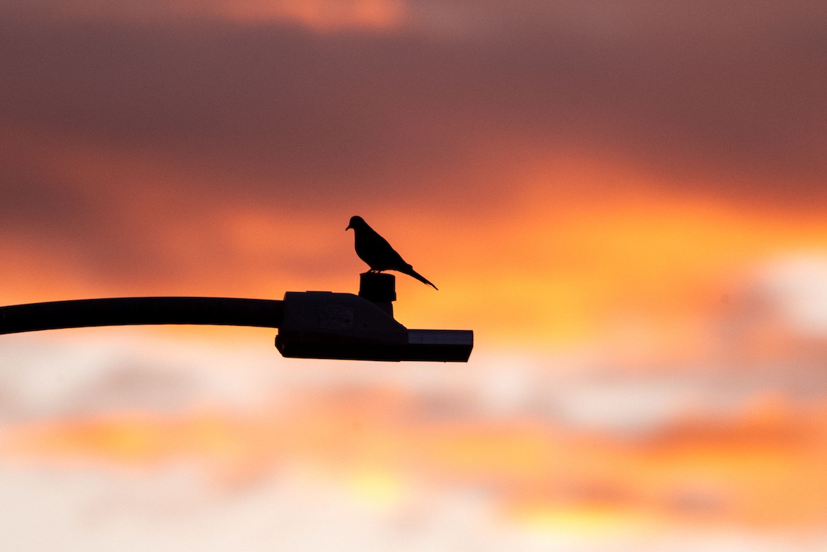 Mourning Dove - Felipe Penedo