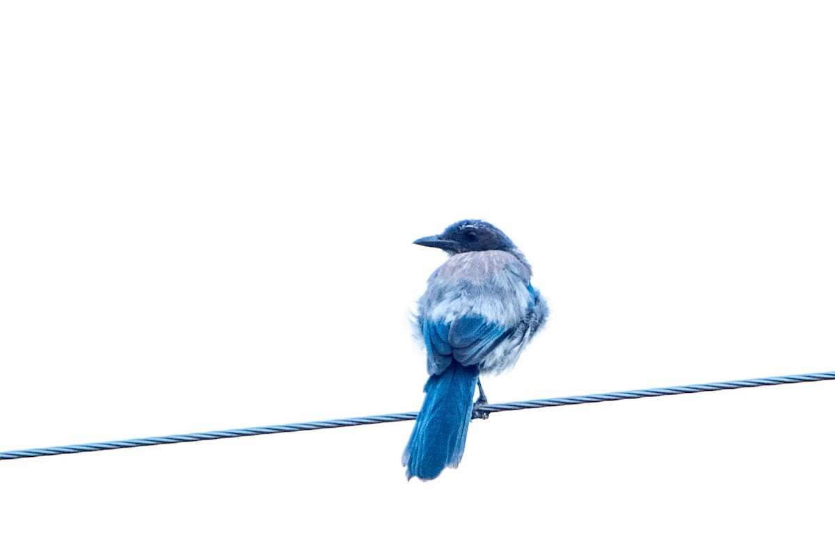 California Scrub-Jay - Felipe Penedo