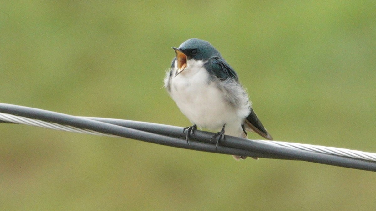 Tree Swallow - ML609027290