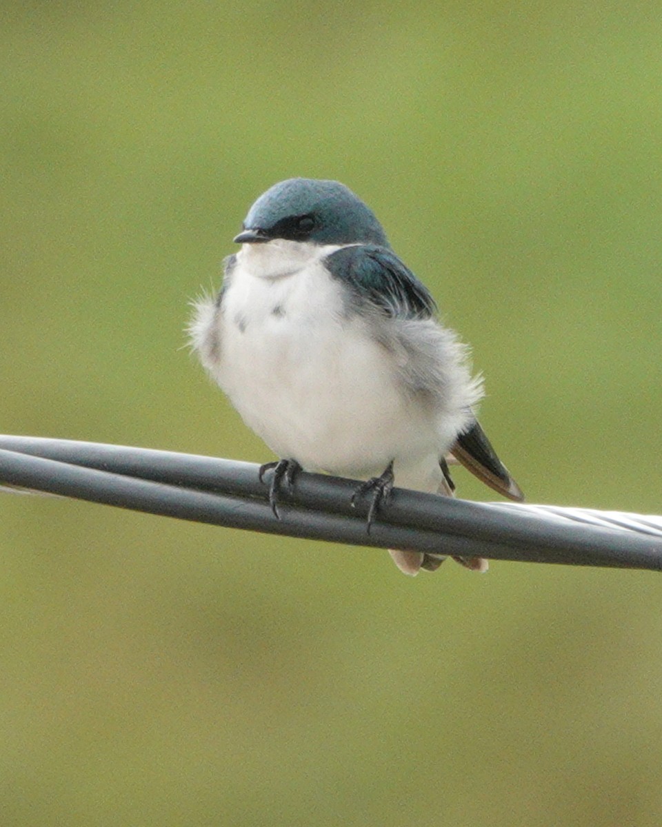 Tree Swallow - ML609027295