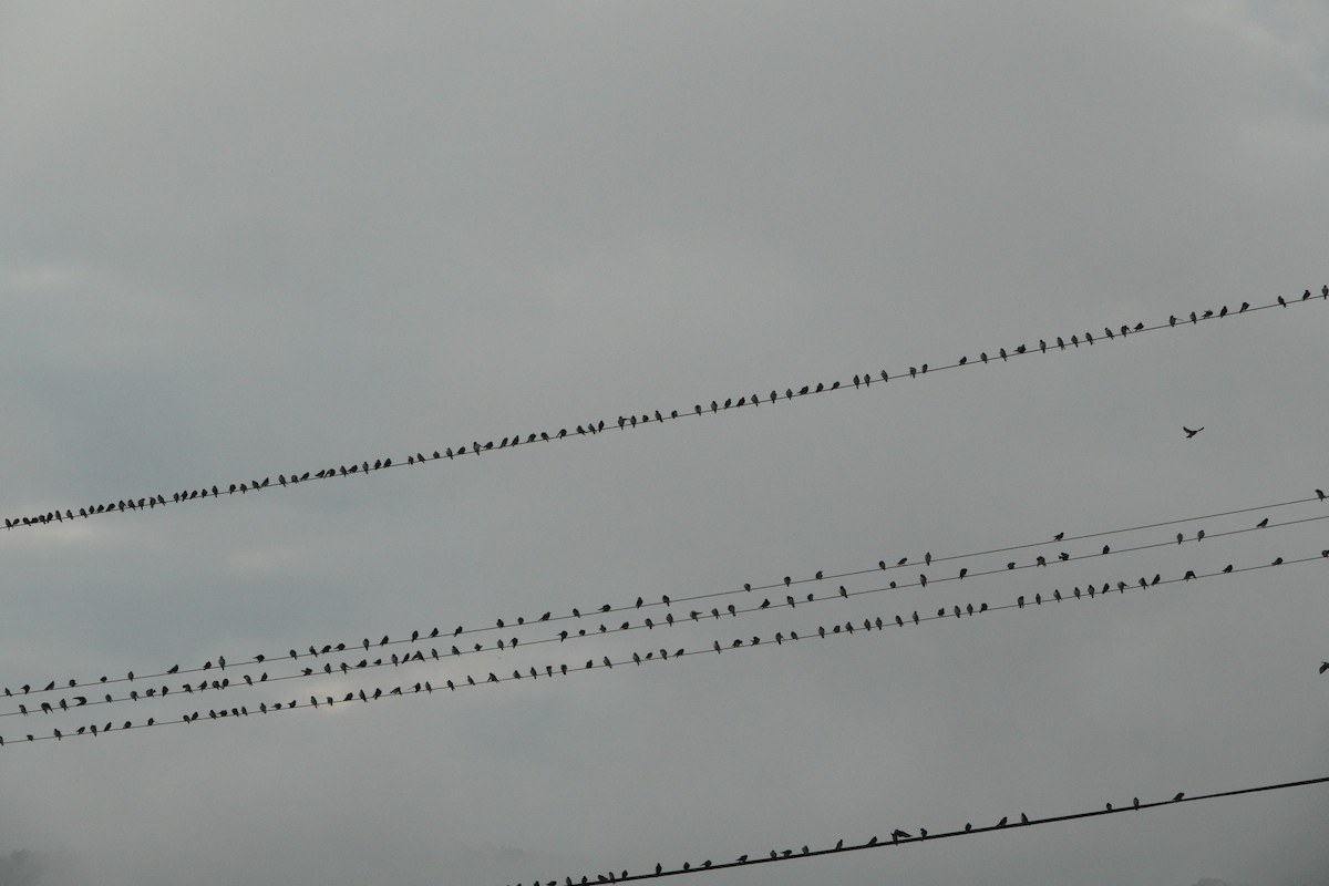 Tree Swallow - ML609027316