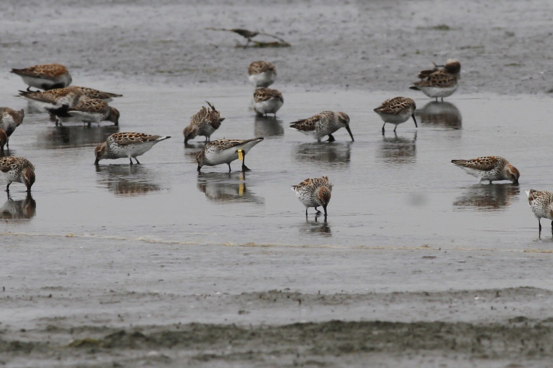 Western Sandpiper - ML609027356