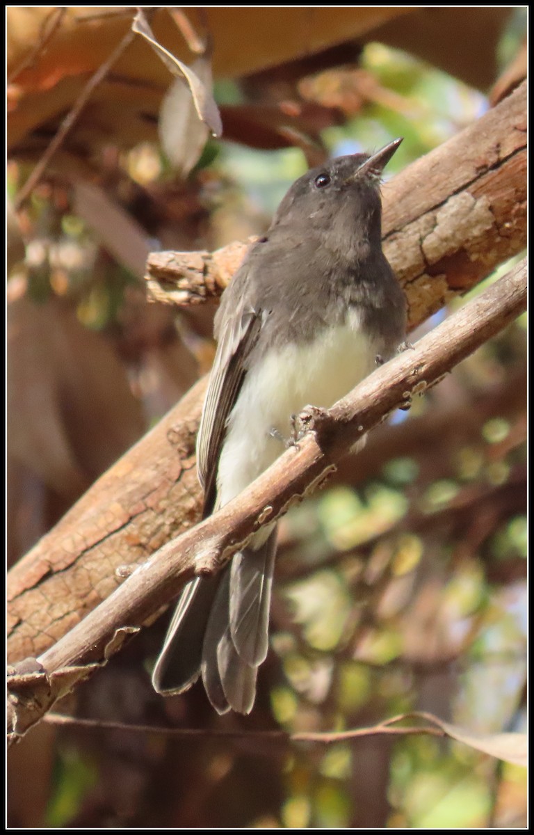 Black Phoebe - Peter Gordon