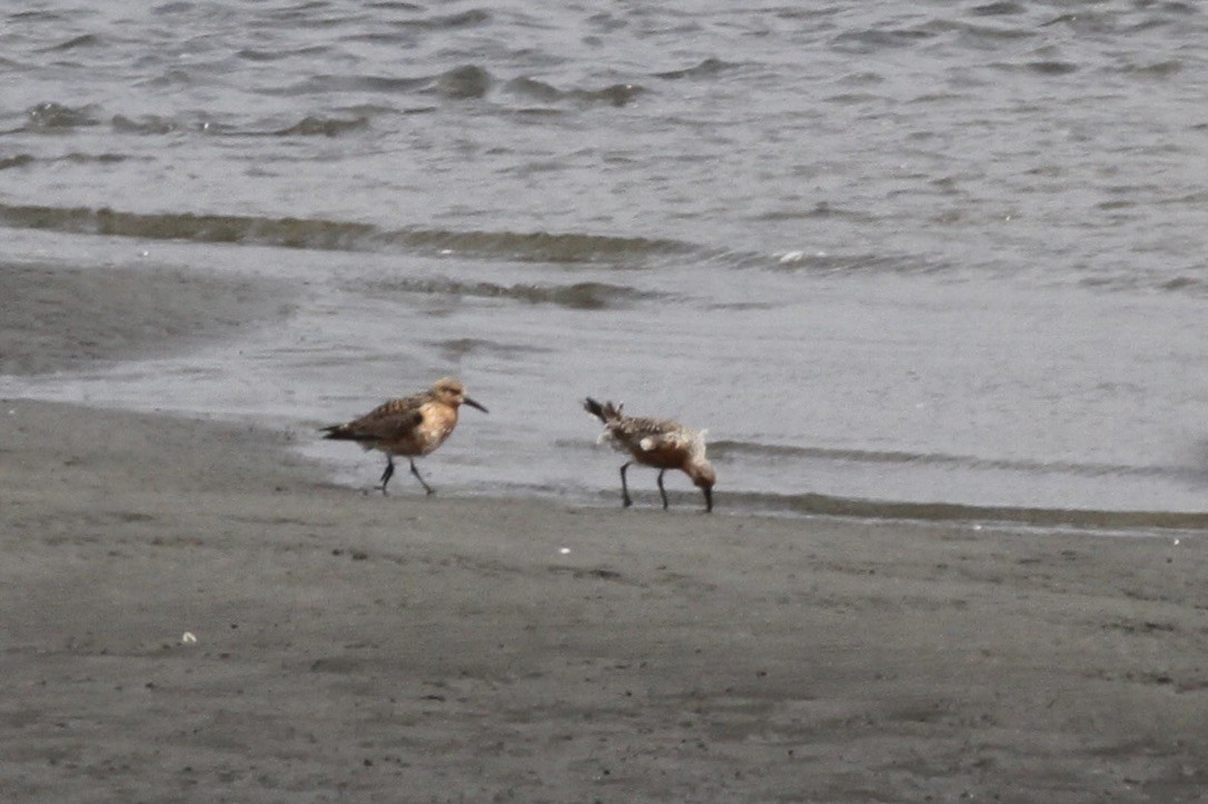 Red Knot - ML609027416