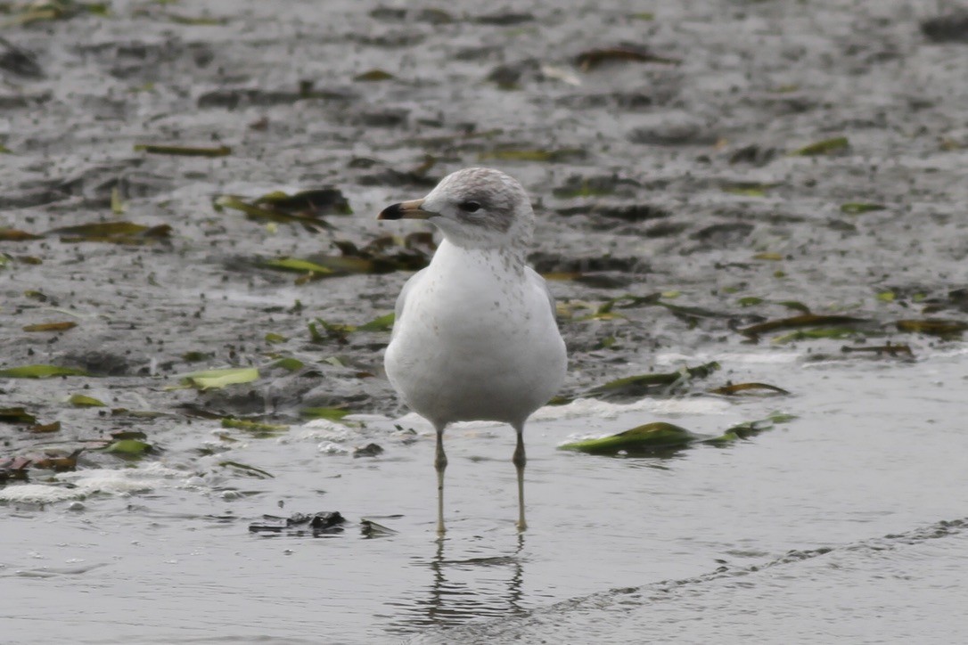 Ring-billed Gull - ML609027433