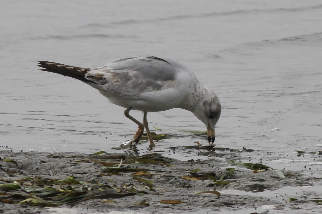 Ring-billed Gull - ML609027435