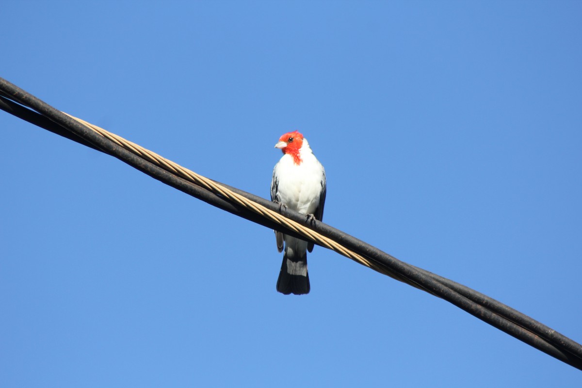Red-crested Cardinal - ML609027498