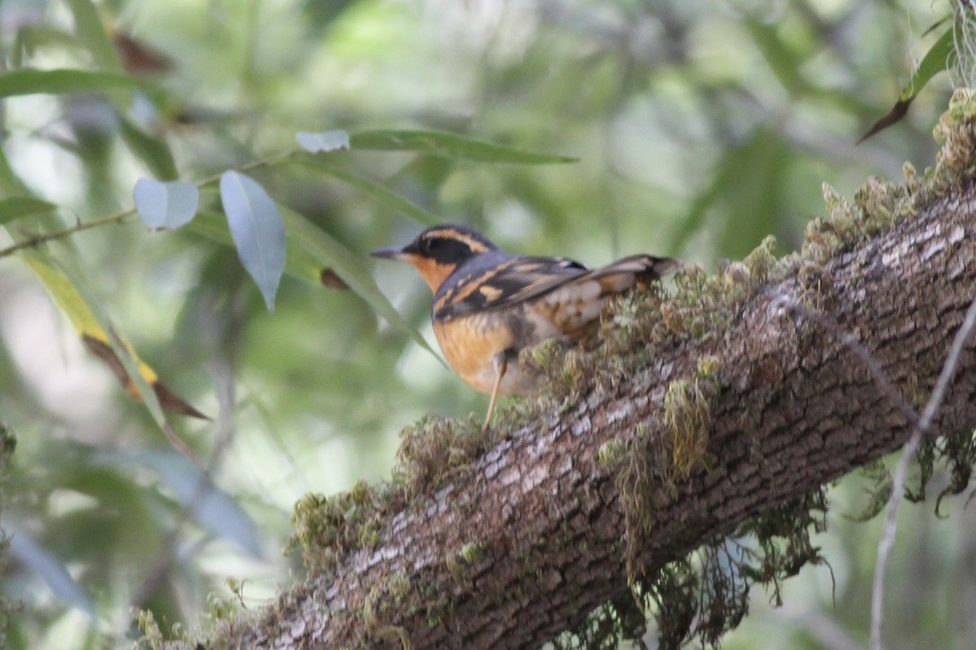 Varied Thrush - ML609027556